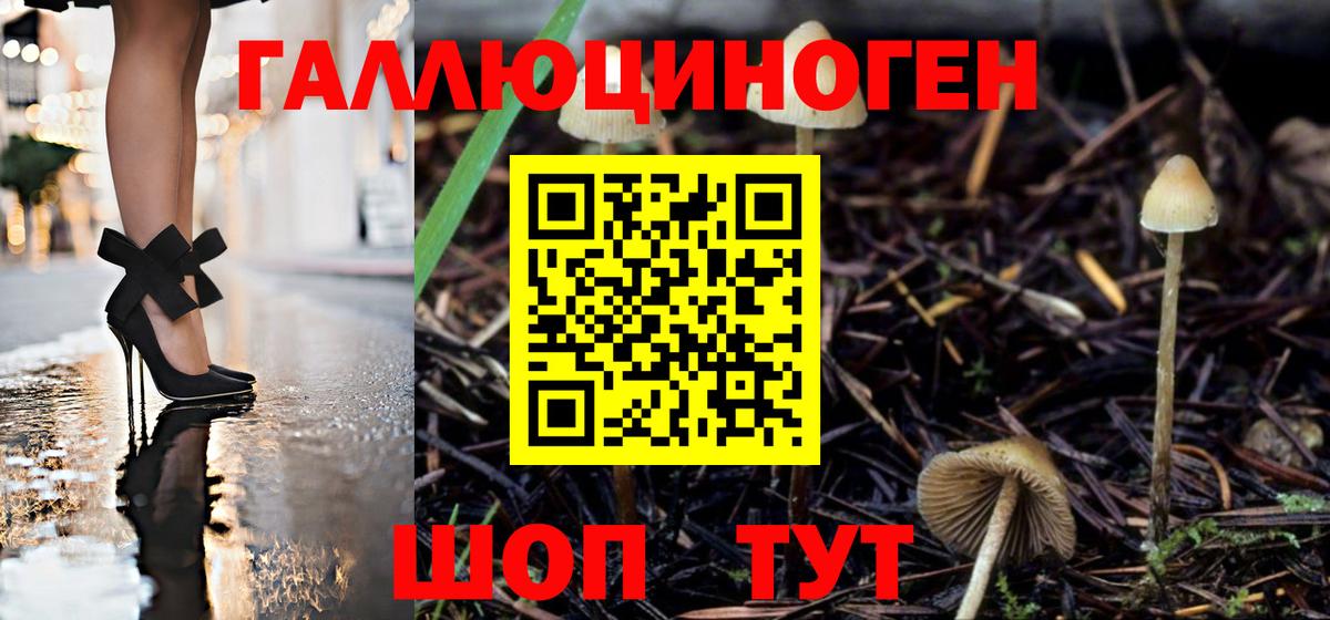 Псилоцибиновые грибы Psilocybe Киров